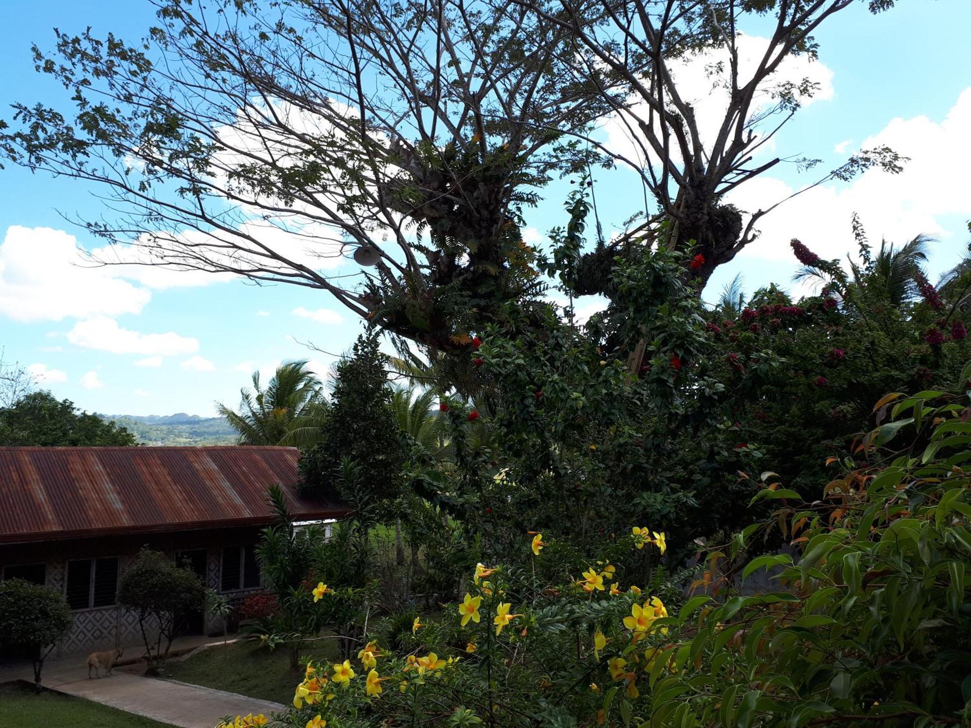 Villa Del Carmen Haven Bohol Exterior foto